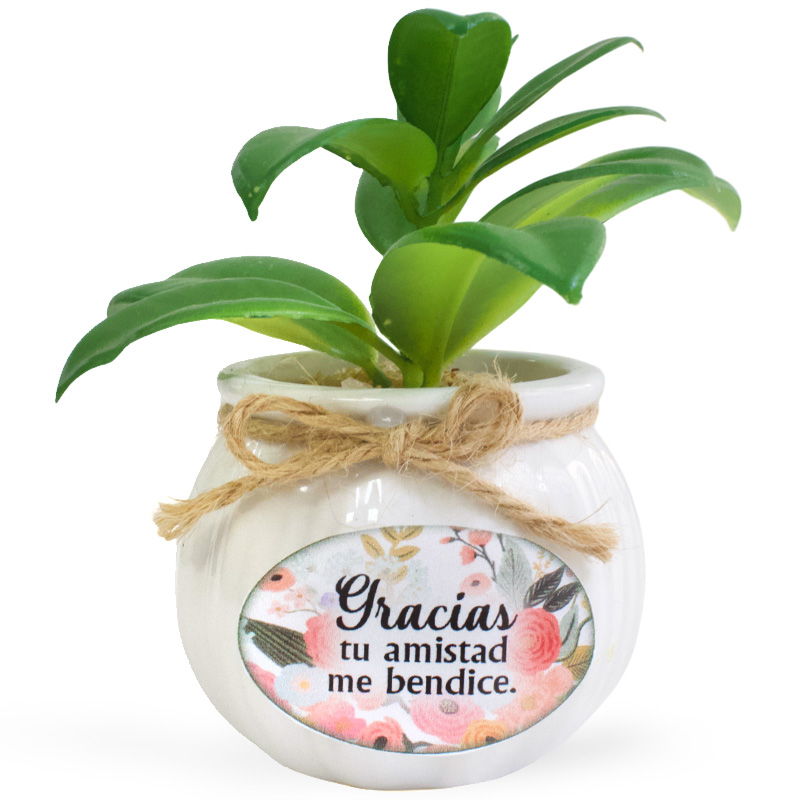 Maceta De Cerámica Con Planta Suculenta Varios Textos